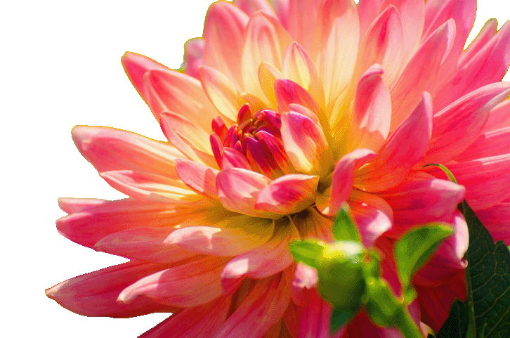 Kontaktformular Eveline Brandhofer Coaching Training Consulting